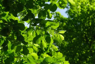 Picture of a tree