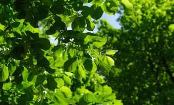 Picture of a tree
