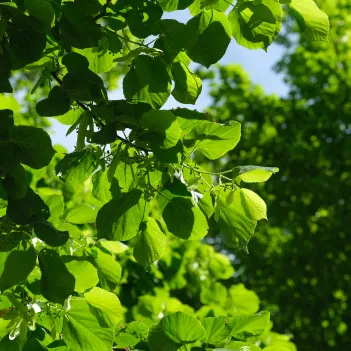 Picture of a tree